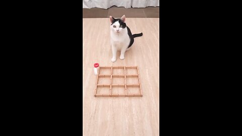 Cat playing Tic Tac Toy