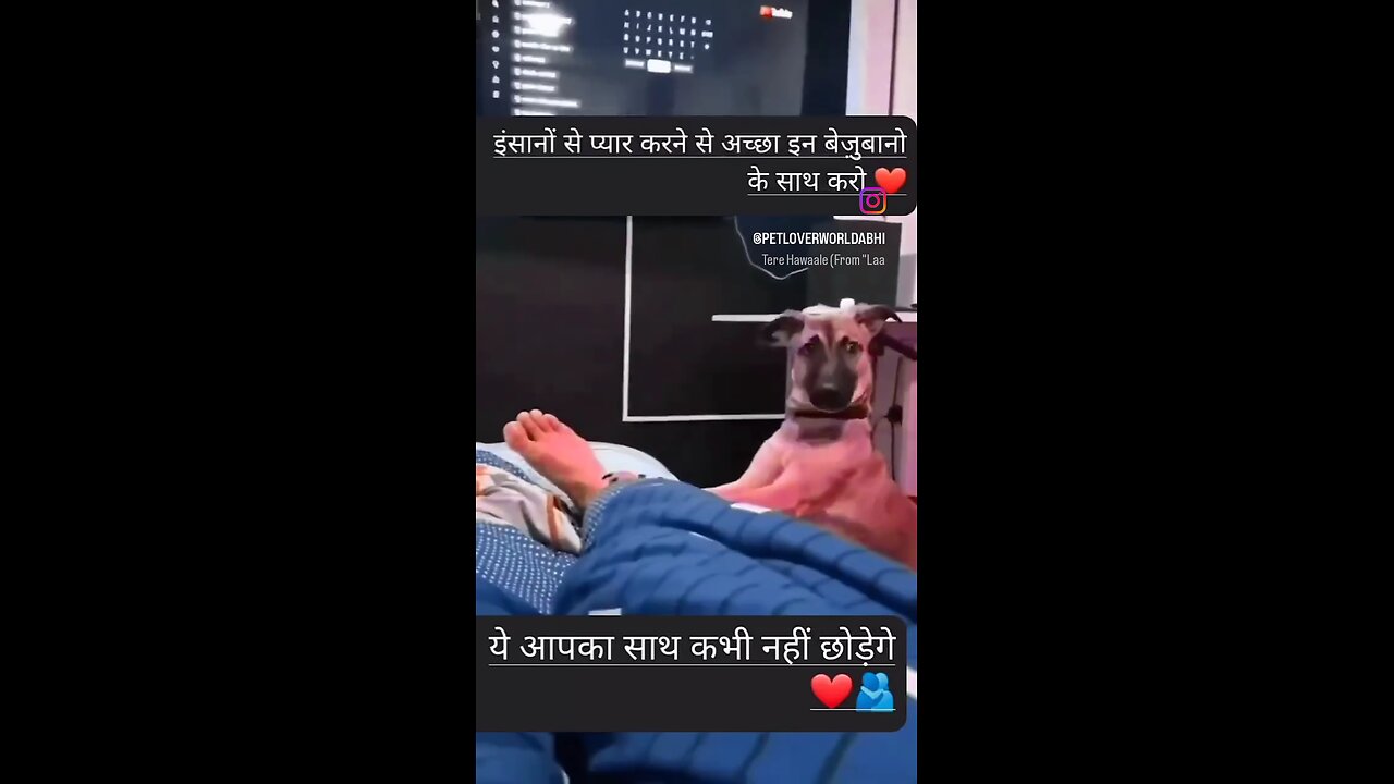 dogs love to human