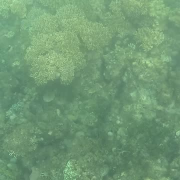 Afternoon Snorkeling