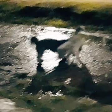 Perritos en la lluvia - Tacuarembó (12/01/2025)