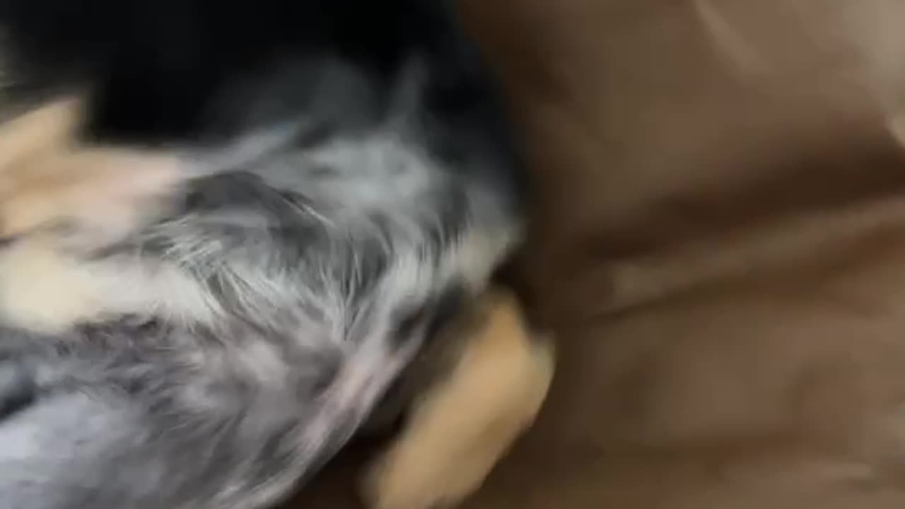 Chihuahua Puppy-Chihuahua Wakes Up Looking Lost! 'Did My Dog Life Just Restart?'