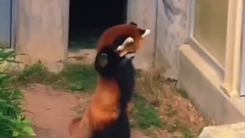 Red panda.. 😂