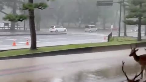 Meanwhile during a downpour in the Japanese city of Nara.. 😊