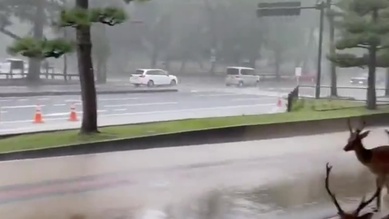 Meanwhile during a downpour in the Japanese city of Nara.. 😊