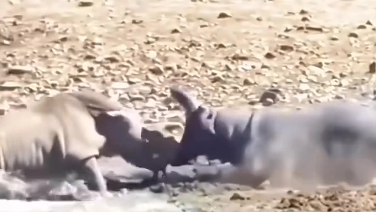 In the wild, which animal is more formidable—rhinoceros or lion? Elephants are pretty impressive too