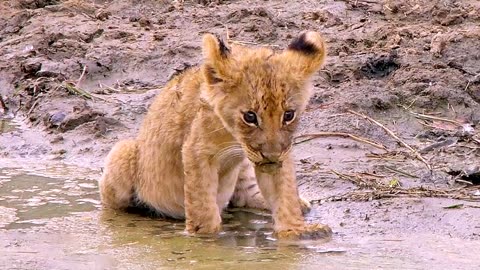 Lost and Alone: A Lion Cub's Struggle for Survival