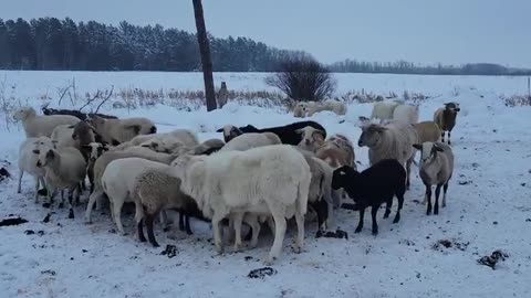 HOMESTEADING - LOW MAINTENANCE HAIR SHEEP... - GEORGE HELLER