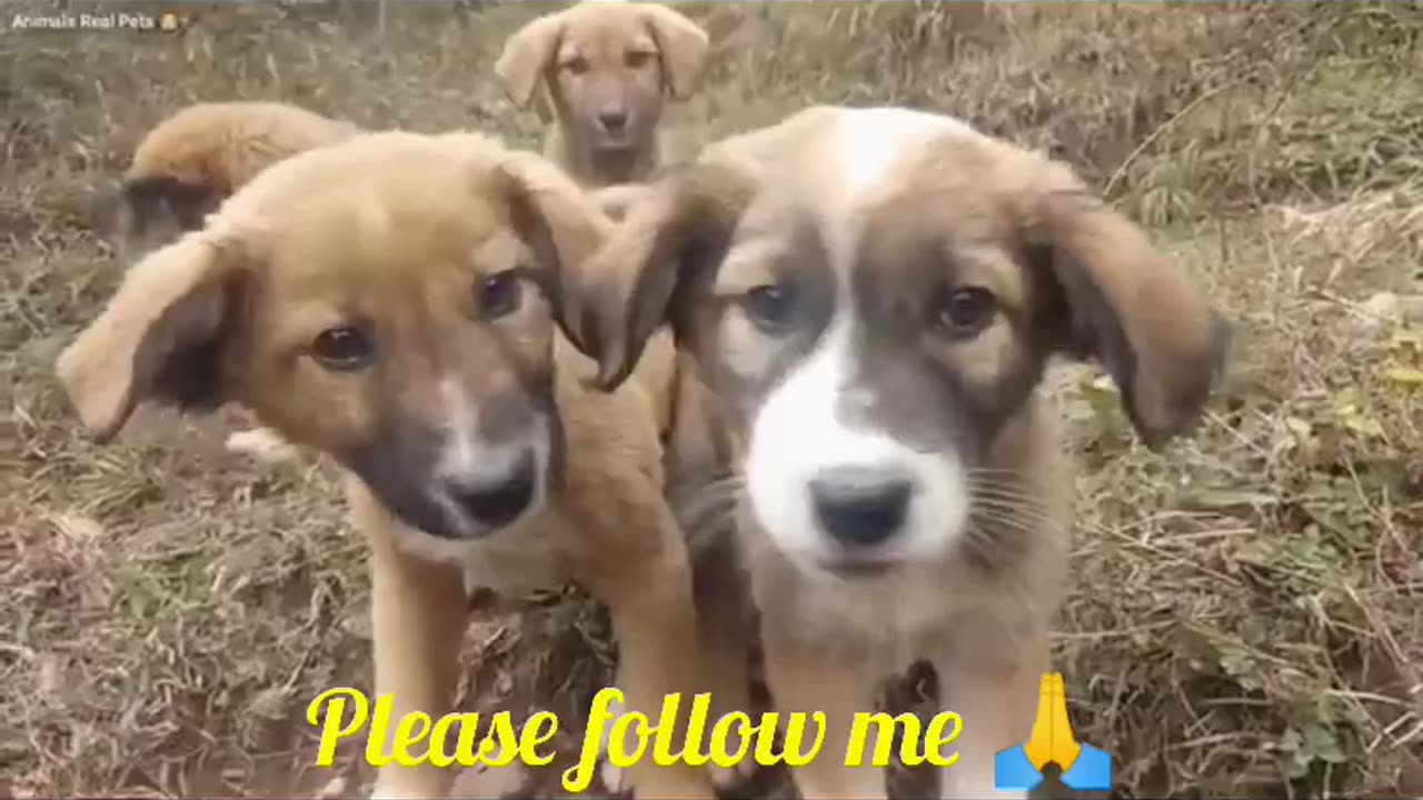 Little puppies are make a noise in the forest