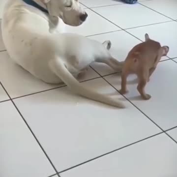 Funny video of a cat throwing up video 2025 skc.com 128