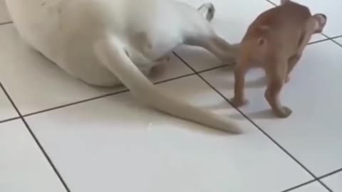 Funny video of a cat throwing up video 2025 skc.com 128