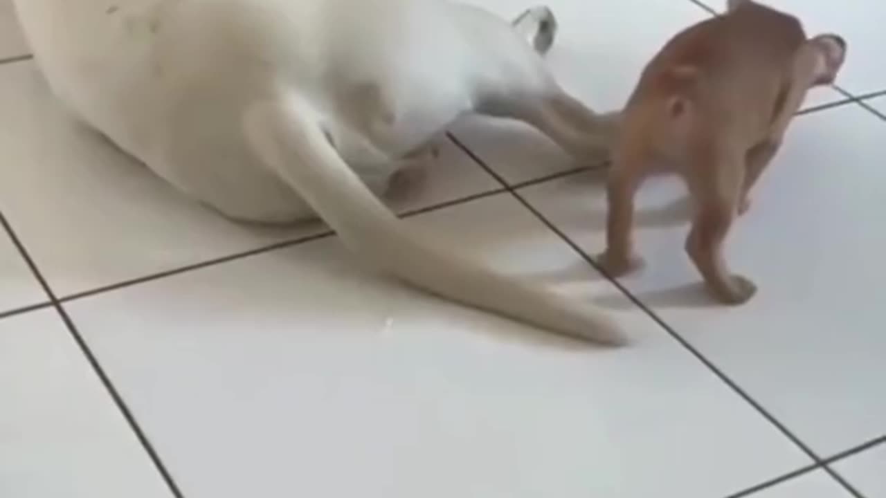 Funny video of a cat throwing up video 2025 skc.com 128