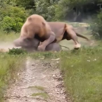 Lion attack on pig