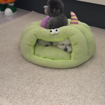 What a Surprise, Everyone