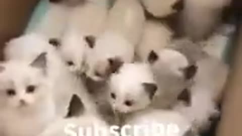 So Cute Kitten Video, OMG Moments