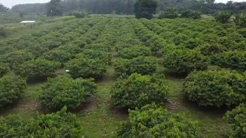 Aerial View of Finca Carmelita: Guanabana Soursop Farm in Colombia 🌿
