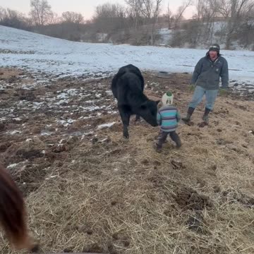 A 4yr old bull fighter in training!