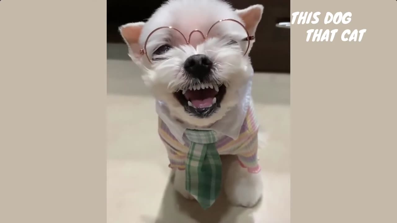 Funny and Cute Dog and Cat Videos 2025 remake