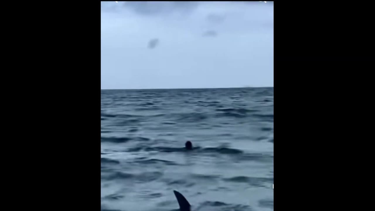 oh no shark!!