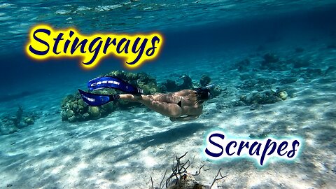 SDA169 Stingrays & Scrapes