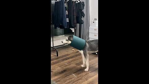 Husky Hilarity: Stuck in a Pipe with a Bone! 🐾😂 | Funny Dog Moments