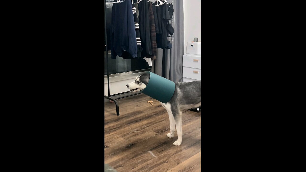 Husky Hilarity: Stuck in a Pipe with a Bone! 🐾😂 | Funny Dog Moments