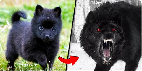 Before & After Animals Growing Up. 🤤| Animal Transformation Amazing