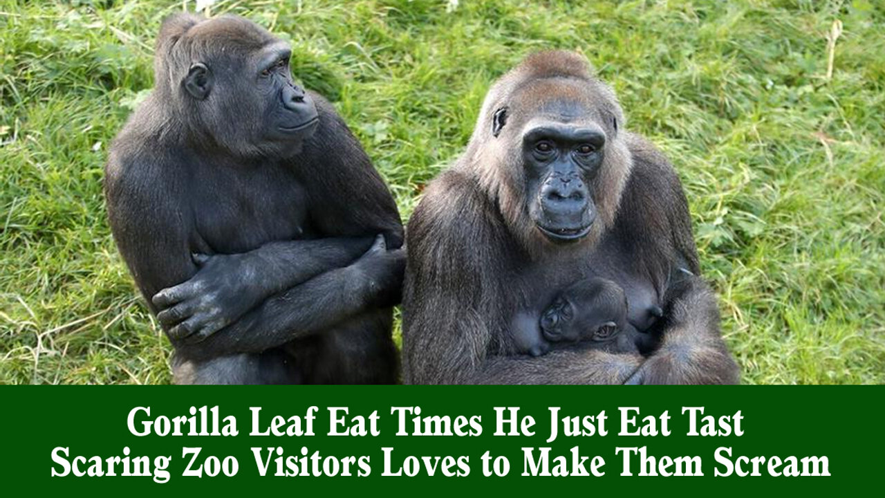 korilla Leaf Eat Times He Just Eat Tast, Scaring Zoo Visitors #korilla, #animal, #funny #monkey