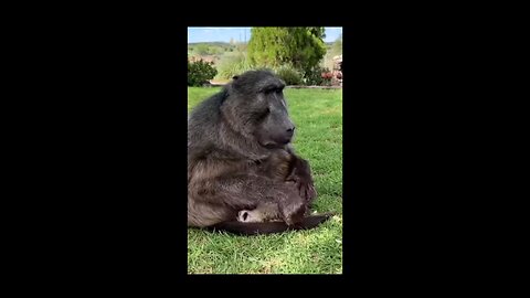 Baboon Brutally Smells A Meerkat