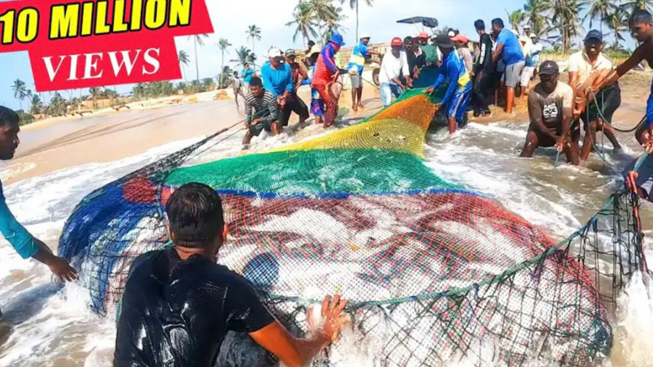 Unbelievable 2000kg queen fishes caught in seine net