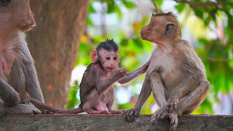 Happy News! BABY Monkey JORANI Now Is Recovered Well, Thanks God