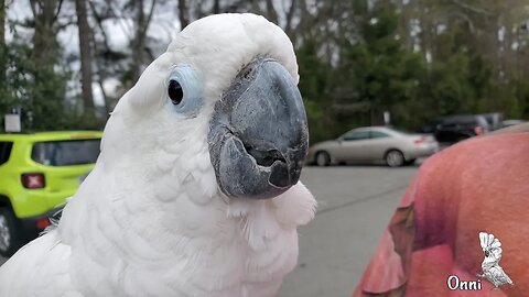 Trip To Staples With Onni The Cockatoo And A UPS Stop