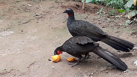 Dois Jacus no Banquete de Mamão!