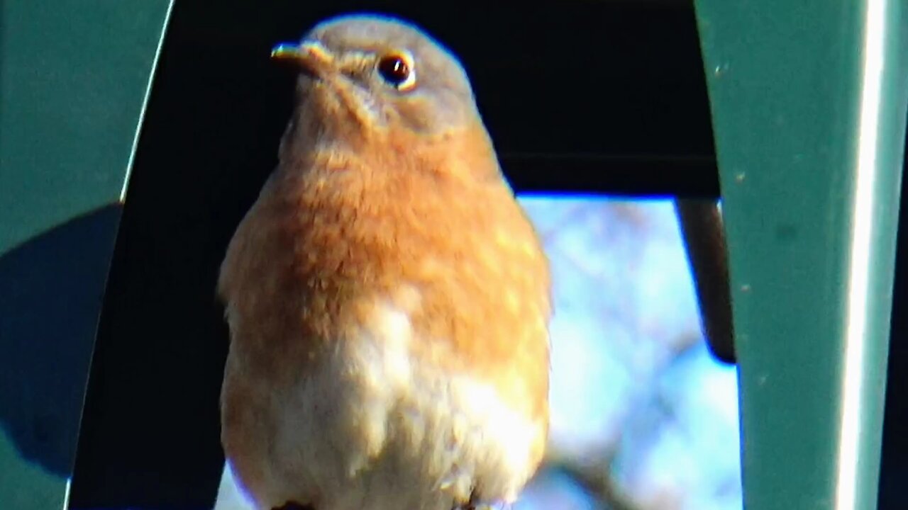 Bluebird
