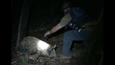 Hunter Tries Catching A Wild Pig By Hand!