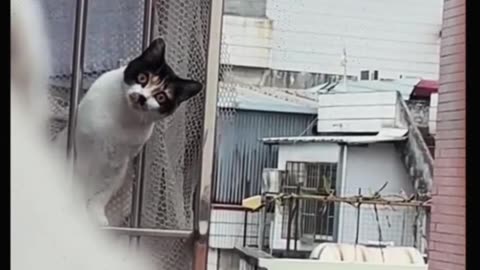 "Love at First Sight" #cat #catfunnyvideos #viralvideo #shortvideo