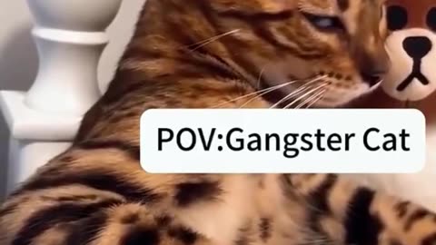 Gangster cats😸😸😸😸👹