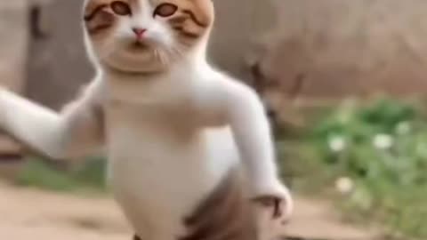 Cat Dance