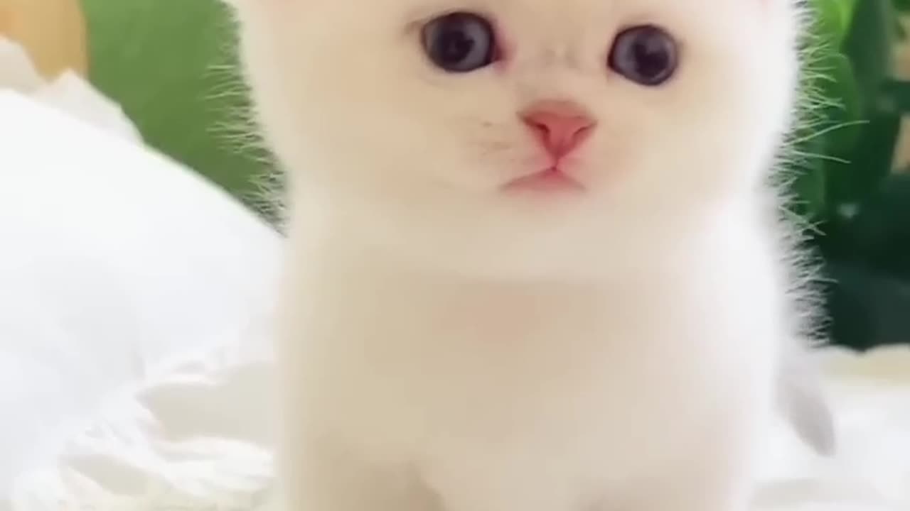 Cutie cat baby🐱❤️