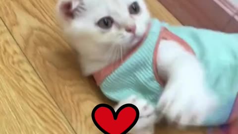 "Kitty Capers! 😹🐾 Adorable & Hilarious Kitty Cat Antics You Can't Stop #video#