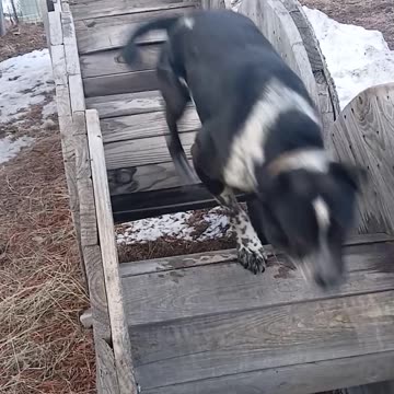 My dogs playing on the spools...