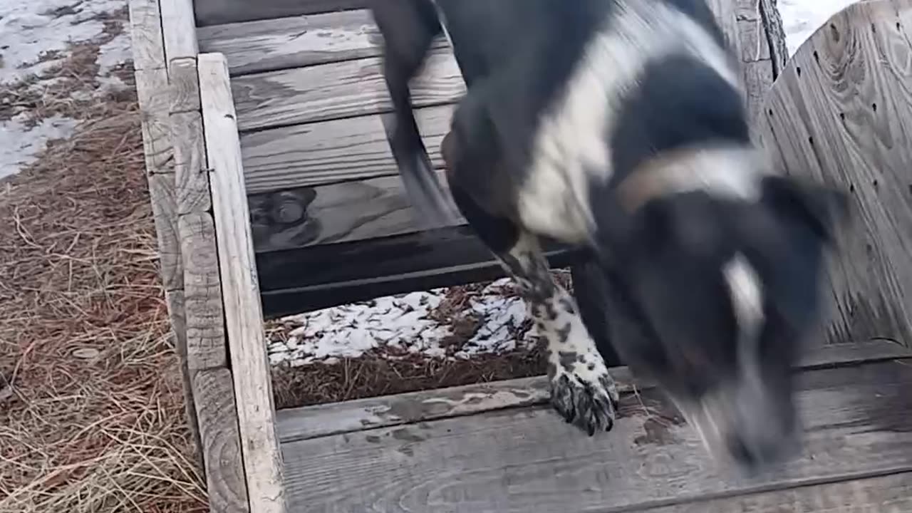 My dogs playing on the spools...