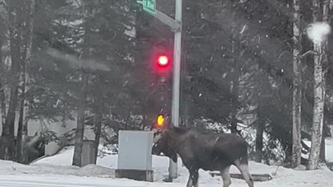 Unbothered Moose Holds Up Traffic