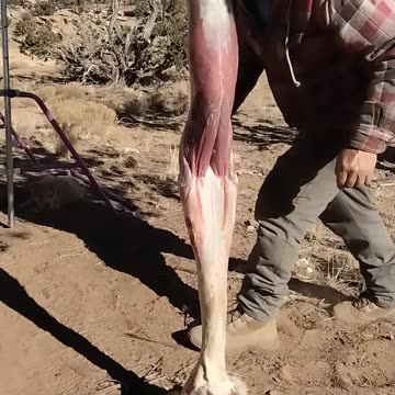 Skinning small Animal in field to prepare hide for making fabric