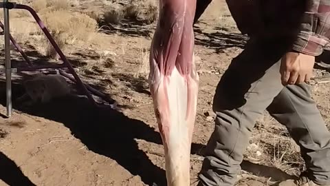 Skinning small Animal in field to prepare hide for making fabric