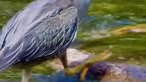 Powerful drive of hunting skill...