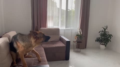 German Shepherd Pranked By Crocodile Mask!