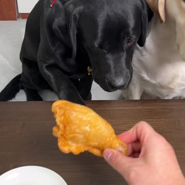 Dogs funny video 2025 skc.com 19