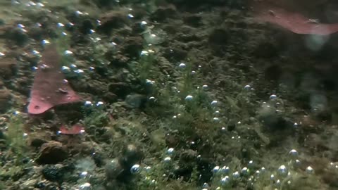 Mini Ecosystem Algae Oxygen Factory With Snails And Seed Shrimps