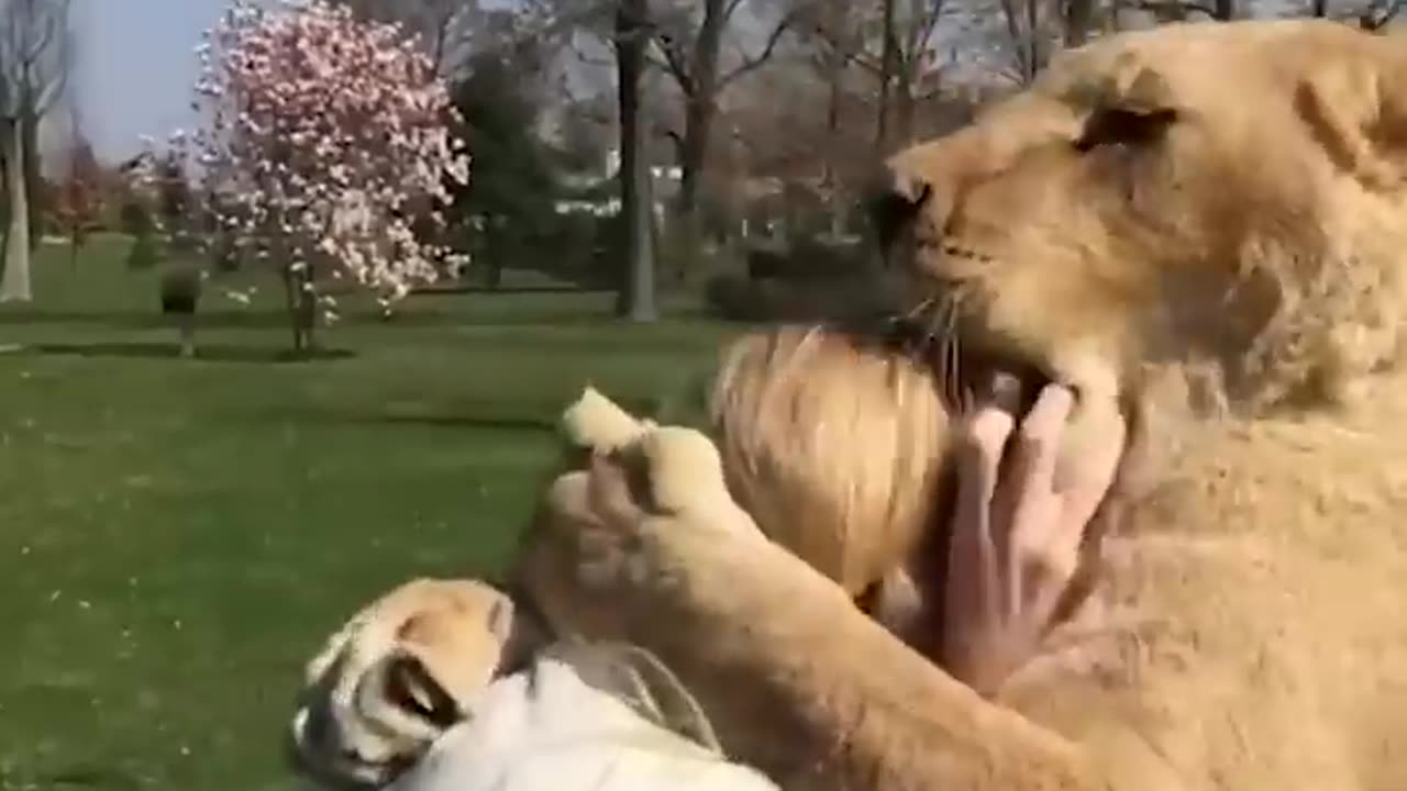 Amazing Lions Reunite with Woman!