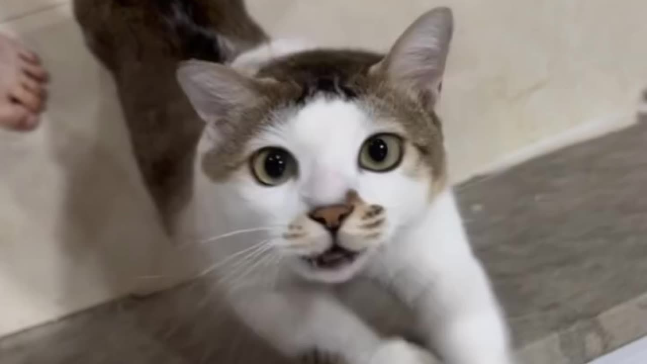 FUNNY CAT SINGING AND DANCING VIRAL VIDEO